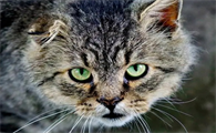 猫咪瞳孔变大变小是什么原因