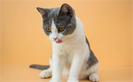 猫咪寄生虫图片