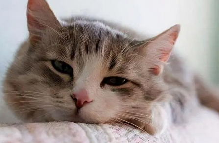 猫咪什么时候打疫苗