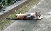 猫前肢不着地 也不叫