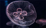 十大最毒的水母排名