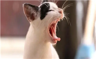 猫咪玩耍的时候嘴巴张开