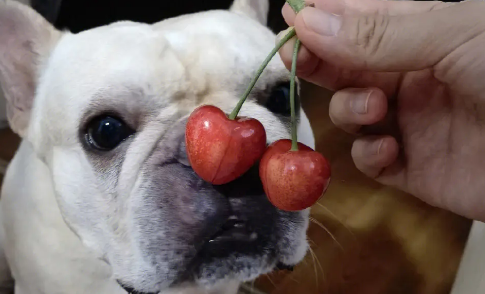 狗狗能吃樱桃吗