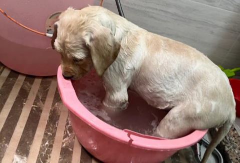 狗狗生产18天后可以洗澡吗