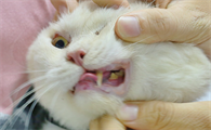 猫咪为什么要全口拔牙