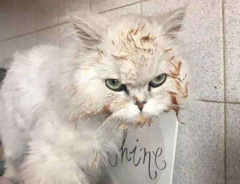 小猫偷吃粘一脸豆子,当场变身爆笑表情包,主人又好气又好笑 小猫偷吃粘一脸豆子,当场变身爆笑表情包,主人又好气又好笑
