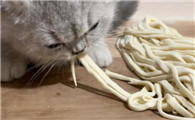 猫能吃面条吗