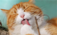 猫咪托运平台