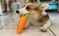 狗狗吃胡萝卜要煮熟吗