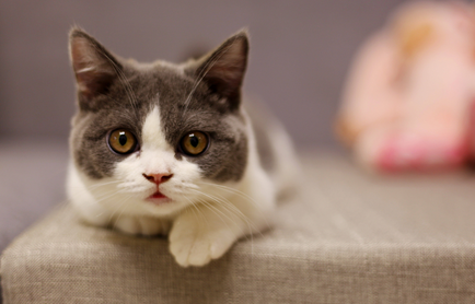 猫咪突然抗拒主人抱 猫咪突然抗拒主人抱