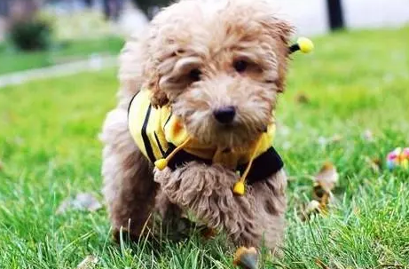 狗狗可以吃草莓不 狗狗可以吃草莓不