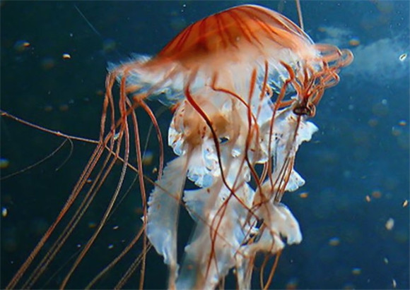 水母含水量高达多少