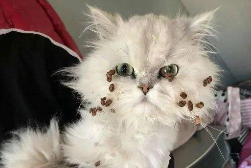 小猫偷吃粘一脸豆子,当场变身爆笑表情包,主人又好气又好笑 小猫偷吃粘一脸豆子,当场变身爆笑表情包,主人又好气又好笑