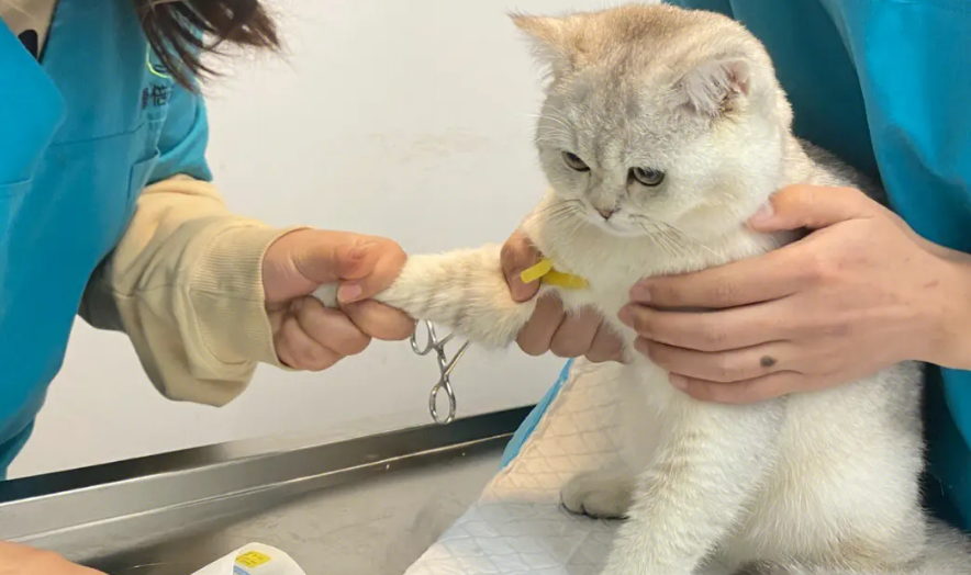 猫咪做了绝育手术后恢复需要几天 猫咪做了绝育手术后恢复需要几天