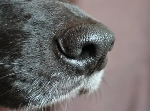 狗狗鼻子褪色什么原因