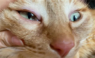 猫咪眼睛发炎会自愈吗