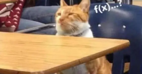 男子带猫咪去上课,没过多久就困得眼泪花花,坚持不住睡着了 男子带猫咪去上课,没过多久就困得眼泪花花,坚持不住睡着了