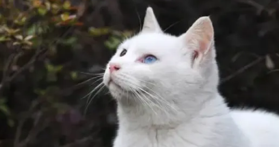 波斯猫的正确饲养方法,不要忽略了最重要的一点! 波斯猫的正确饲养方法,不要忽略了最重要的一点!