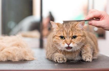 猫咪身上有股骚臭味