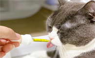 猫咪口腔炎用什么药比较管用