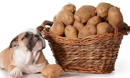 狗狗可以吃土豆吗