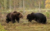 棕熊和黑熊哪个厉害