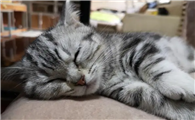 猫咪睡觉呼吸声像鼻塞过一会就没了