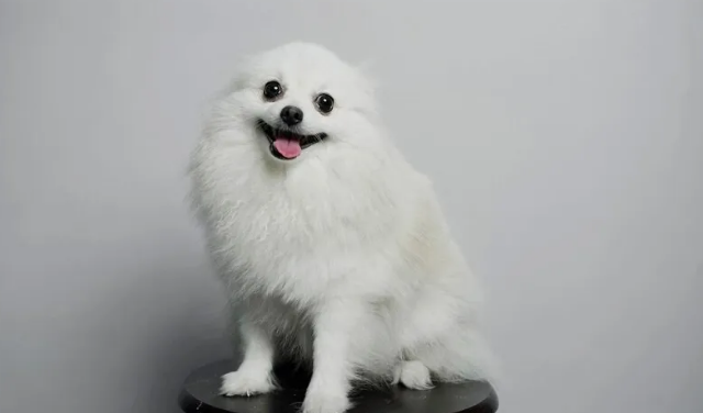新手养比熊犬的必备攻略!注意事项有哪些! 新手养比熊犬的必备攻略!注意事项有哪些!