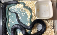 黑王蛇体重年龄表