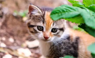 猫尿闭的快速治疗方法