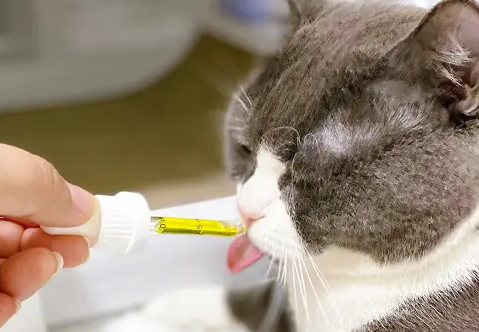 猫咪口腔炎用什么药比较管用 猫咪口腔炎用什么药比较管用