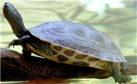 花龟多大能繁殖