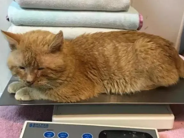 猫咪冻得眼睛都睁不开,被救后恢复,睁开眼睛的一瞬间眼泪汪汪 猫咪冻得眼睛都睁不开,被救后恢复,睁开眼睛的一瞬间眼泪汪汪