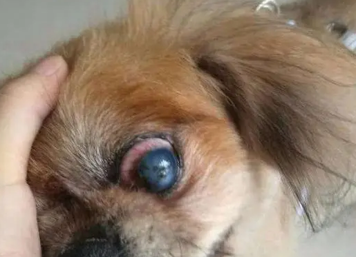 狗狗蓝眼病初期