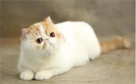 猫咪真菌感染用什么药比较好