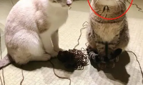 回家看到一地毛线，两只猫咪用表情在说话