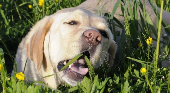 狗狗吃草之后呕吐了是怎么回事