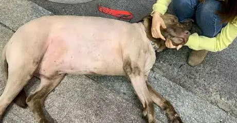 以为女孩牵只猪出来散步,路人追上去看了一眼,发现。。。 以为女孩牵只猪出来散步,路人追上去看了一眼,发现。。。