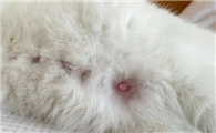 猫咪受孕成功的表现