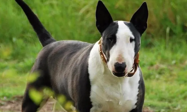 世上最凶猛的十大恶犬，藏獒在里面只能算小弟