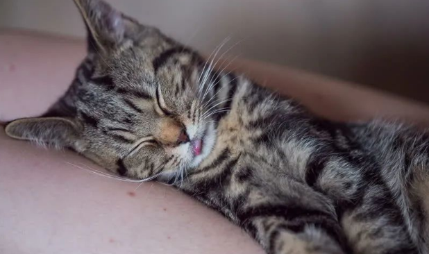 猫咪几个月做绝育最好