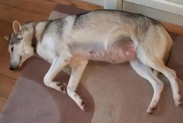 狗狗配完回血是什么颜色