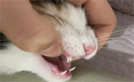 猫咪几个月换牙