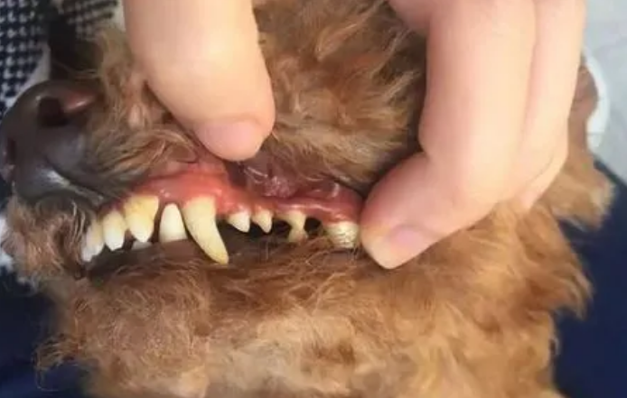 狗狗牙结石严重牙根都烂了 狗狗牙结石严重牙根都烂了