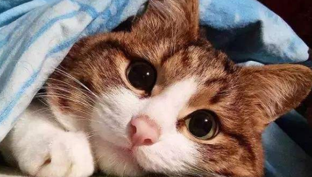 猫咪趴着摇尾巴是什么意思 猫咪趴着摇尾巴是什么意思
