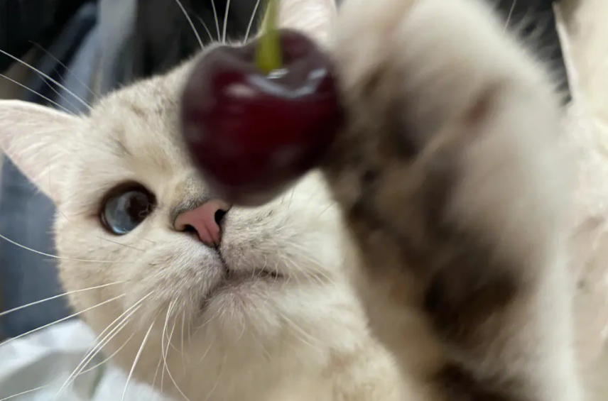 猫能吃樱桃吗