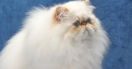 喜马拉雅猫：优雅与独特的完美结合