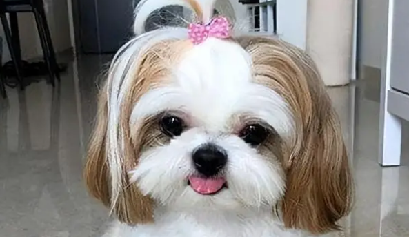 想养小型犬?这些品种你不得不了解! 想养小型犬?这些品种你不得不了解!