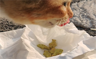 猫能吃饼干吗