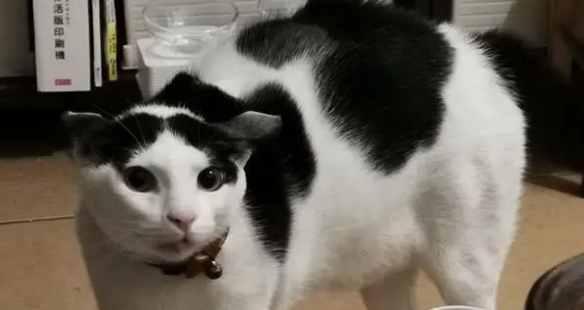主人做完发型回家,猫咪见了炸毛连连后退:妖怪,别靠近我! 主人做完发型回家,猫咪见了炸毛连连后退:妖怪,别靠近我!